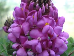 Hypocalyptus sophoroides bracts of the buds